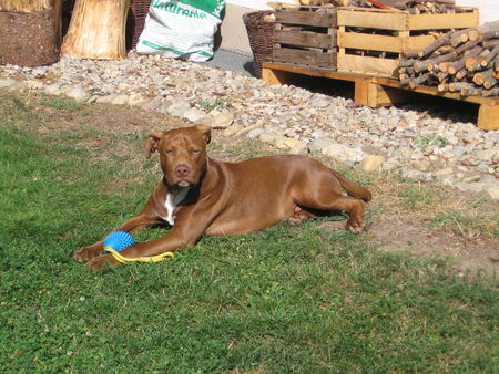 Amerikanischer Pit-Bullterrier Armani aus dem Tierheim Schwandorf