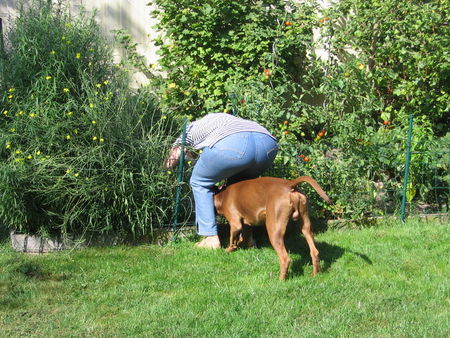 Amerikanischer Pit-Bullterrier Armani und Omi beim Kräuter ernten