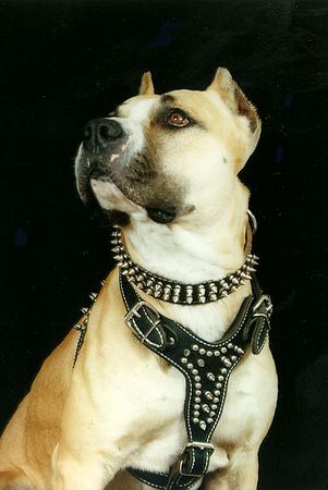 Amerikanischer Pit-Bullterrier Hunde Foto 1271 Amerikanischer Pit-Bullterrier Pitbull