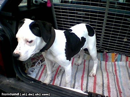 Amerikanischer Pit-Bullterrier Hunde Foto 16144 in höherer Auflösung ansehen Amerikanischer Pit-Bullterrier Das ist die gina von einer Bekannten der Hund