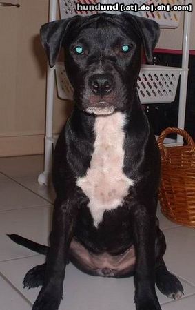 Amerikanischer Pit-Bullterrier Hunde Foto 6100 Amerikanischer Pit-Bullterrier Shira im Alter von 4 1/2 Monaten