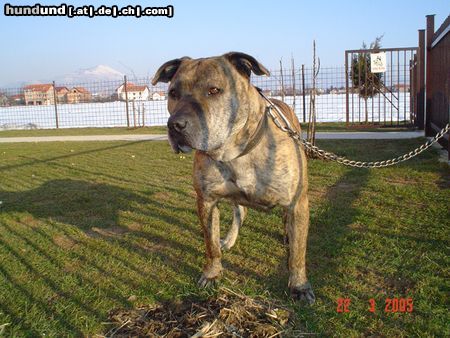 Amerikanischer Pit-Bullterrier Hunde Foto 21259 Amerikanischer Pit-Bullterrier Tom BiH