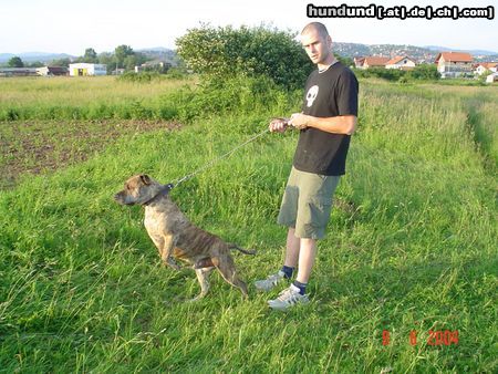 Amerikanischer Pit-Bullterrier Hunde Foto 21258 in höherer Auflösung ansehen Amerikanischer Pit-Bullterrier Tom BiH