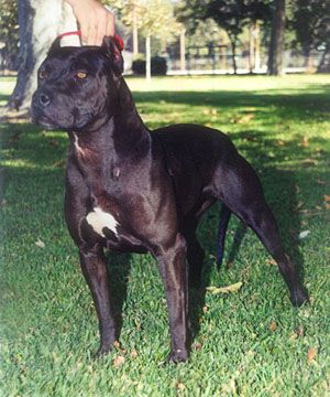 Amerikanischer Pit-Bullterrier Hunde Foto 1231 Amerikanischer Pit-Bullterrier Pitbull