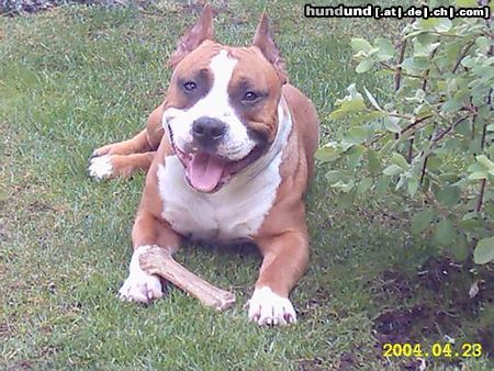 Amerikanischer Pit-Bullterrier Hunde Foto 10831 Amerikanischer Pit-Bullterrier Mexx