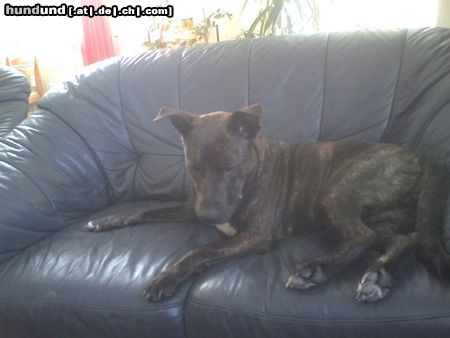 Amerikanischer Pit-Bullterrier Hunde Foto 25008 Amerikanischer Pit-Bullterrier Sarah mit 2 Jahren.....