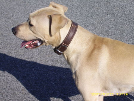 Amerikanischer Pit-Bullterrier Mogli ,Wesensfest,super Kinderlieb,der beste wegbegleiter den es gibt