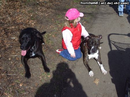 Amerikanischer Pit-Bullterrier Hunde Foto 20210 Amerikanischer Pit-Bullterrier ich mag kinder super gerne, und möchte sie nicht mehr missen