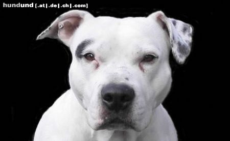Amerikanischer Pit-Bullterrier Hunde Foto 9916 Amerikanischer Pit-Bullterrier Oskar auf seinem Haus