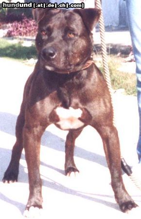 Amerikanischer Pit-Bullterrier Hunde Foto 7454 Amerikanischer Pit-Bullterrier Brasil