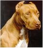 Amerikanischer Pit-Bullterrier Foto: Pitbull (ID 1230) Amerikanischer Pit-Bullterrier Hund