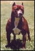 Amerikanischer Pit-Bullterrier Foto (ID 2823) Amerikanischer Pit-Bullterrier Hund