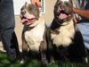 Amerikanischer Pit-Bullterrier Foto: costello-carlito-gang (ID 35567) Amerikanischer Pit-Bullterrier Hund