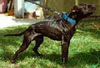 Amerikanischer Pit-Bullterrier Foto: google=help floyd (ID 28568) Amerikanischer Pit-Bullterrier Hund