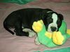 Amerikanischer Pit-Bullterrier Foto: Luna und der Frosch (ID 20561) Amerikanischer Pit-Bullterrier Hund