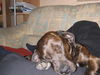 Amerikanischer Pit-Bullterrier Foto: Bin ich müde!!! (ID 31592) Amerikanischer Pit-Bullterrier Hund