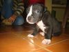 Amerikanischer Pit-Bullterrier Foto: Hier war er noch 1 Monat alt!! (ID 21588) Amerikanischer Pit-Bullterrier Hund