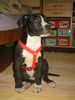 Amerikanischer Pit-Bullterrier Foto: Das ist mein damals noch 2 Monate alter gutmütiger Pit Bull Terrier 'Trukie'! (ID 21586) Amerikanischer Pit-Bullterrier Hund