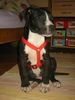 Amerikanischer Pit-Bullterrier Foto: Das ist mein damals noch 2 Monate alter gutmütiger Pit Bull Terrier \'Trukie\'! (ID 21587) Amerikanischer Pit-Bullterrier Hund