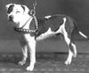 Amerikanischer Pit-Bullterrier Foto: google=help floyd (ID 28565) Amerikanischer Pit-Bullterrier Hund