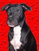 Amerikanischer Pit-Bullterrier Foto: Meine Shira!!! (ID 6660) Amerikanischer Pit-Bullterrier Hund