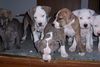 Amerikanischer Pit-Bullterrier Foto: Das sind unsere Welpis (ID 29964) Amerikanischer Pit-Bullterrier Hund