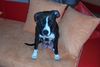 Amerikanischer Pit-Bullterrier Foto: und das is die Mama der Welpis (ID 29966) Amerikanischer Pit-Bullterrier Hund