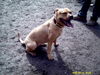 Amerikanischer Pit-Bullterrier Foto: hallo grüsse auch von meiner maus (ID 33857) Amerikanischer Pit-Bullterrier Hund