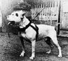 Amerikanischer Pit-Bullterrier Foto: google=help floyd (ID 28567) Amerikanischer Pit-Bullterrier Hund