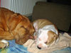 Amerikanischer Pit-Bullterrier Foto: Rhea mit Pitti-Familienzuwachs (ID 25891) Amerikanischer Pit-Bullterrier Hund