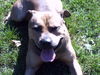 Amerikanischer Pit-Bullterrier Foto: costello-carlito-gang (ID 35677) Amerikanischer Pit-Bullterrier Hund