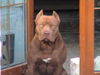 Amerikanischer Pit-Bullterrier Foto: costello-carlito-gang (ID 35676) Amerikanischer Pit-Bullterrier Hund