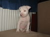 Amerikanischer Pit-Bullterrier Foto: Chucky, 8 Wochen (ID 26028) Amerikanischer Pit-Bullterrier Hund