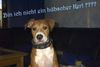 Amerikanischer Pit-Bullterrier Foto: Bin ich nicht ein hübscher Kerl ??? Bandit mit 3 1/2 Monaten (ID 6488) Amerikanischer Pit-Bullterrier Hund