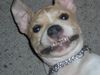 Amerikanischer Pit-Bullterrier Foto: Bagira mit 5 Monaten beim kringelig lachen (ID 21570) Amerikanischer Pit-Bullterrier Hund