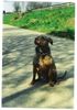 Amerikanischer Pit-Bullterrier Hund