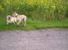 Amerikanischer Pit-Bullterrier Hund