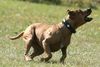 Amerikanischer Pit-Bullterrier Foto: Wo ist mein Ball ? (ID 34399) Amerikanischer Pit-Bullterrier Hund