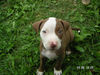 Amerikanischer Pit-Bullterrier Foto: mein baby (ID 33214) Amerikanischer Pit-Bullterrier Hund