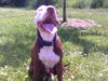 Amerikanischer Pit-Bullterrier Foto: mein baby (ID 33215) Amerikanischer Pit-Bullterrier Hund