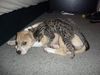 Amerikanischer Pit-Bullterrier Foto: Ein starkes Team-Bagira mit Katzenbaby (ID 21571) Amerikanischer Pit-Bullterrier Hund