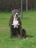 Amerikanischer Pit-Bullterrier Foto: Jason (14 Jahre alt) (ID 46133) Amerikanischer Pit-Bullterrier Hund