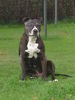 Amerikanischer Pit-Bullterrier Hund