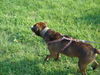 Amerikanischer Pit-Bullterrier Hund