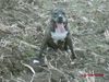 Amerikanischer Pit-Bullterrier, Taco im Acker , Taco im Acker