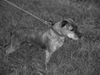 Amerikanischer Pit-Bullterrier Foto: Dado Sweden-Bosna TOM (ID 37599) Amerikanischer Pit-Bullterrier Hund