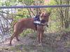 Amerikanischer Pit-Bullterrier Foto: Gino-Bambino (ID 31324) Amerikanischer Pit-Bullterrier Hund