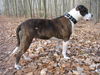 Amerikanischer Pit-Bullterrier Foto: Unsere Best(i)e (ID 30896) Amerikanischer Pit-Bullterrier Hund