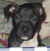 Amerikanischer Pit-Bullterrier Foto: Diablo mit 8 Wochen (ID 10045) Amerikanischer Pit-Bullterrier Hund