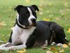 Amerikanischer Pit-Bullterrier Hund